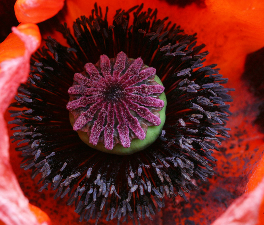 Pièces fertiles de <em>Papaver bracteatum</em> (famille des Papaveraceae - ordre des Ranonculales). Similaire à <em>P. orientale</em>, mais boutons floraux dressés, sous-tendus par 3-5 bractées sépaloïdes et 2 bractées foliacées, fleurs plus grandes (diamètre : 20 cm), aux pétales rouge sombre avec une macule basale noire, et capsules plus longues (longueur : 4 cm).