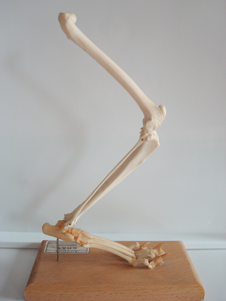 Membre postérieur (patte arrière) du chat domestique (<em>Felis silvestris catus</em>). Les tétrapodes sont caractérisés par des membres pairs locomoteurs munis de doigts. Malgré des formes apparemment très variées et des fonctions qui peuvent être très différentes (nage, vol, marche, saut, …), le plan d'organisation reste le même. Le squelette est constitué le plus souvent de 5 doigts, des os du carpe, des radius/ulna et de l'humérus pour le membre antérieur ; des os du tarse, des tibia/péroné et du fémur pour le membre postérieur. Ces organes sont qualifiés d'homologues.