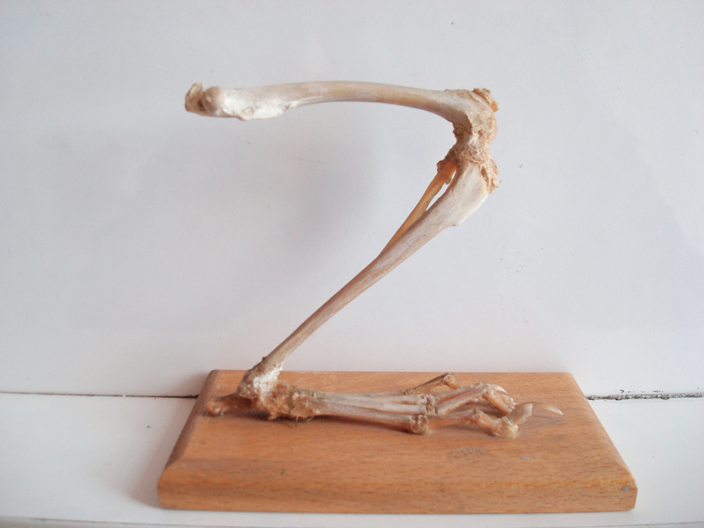 Membre postérieur (patte arrière) du lapin (<em>Oryctolagus cuniculus</em>). Les tétrapodes sont caractérisés par des membres pairs locomoteurs munis de doigts. Malgré des formes apparemment très variées et des fonctions qui peuvent être très différentes (nage, vol, marche, saut, …), le plan d'organisation reste le même. Le squelette est constitué le plus souvent de 5 doigts, des os du carpe, des radius/ulna et de l'humérus pour le membre antérieur ; des os du tarse, des tibia/péroné et du fémur pour le membre postérieur. Ces organes sont qualifiés d'homologues.