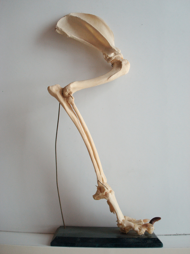 Membre antérieur (patte avant) du chien (<em>Canis canis</em>). Les tétrapodes sont caractérisés par des membres pairs locomoteurs munis de doigts. Malgré des formes apparemment très variées et des fonctions qui peuvent être très différentes (nage, vol, marche, saut, …), le plan d'organisation reste le même. Le squelette est constitué le plus souvent de 5 doigts, des os du carpe, des radius/ulna et de l'humérus pour le membre antérieur ; des os du tarse, des tibia/péroné et du fémur pour le membre postérieur. Ces organes sont qualifiés d'homologues.