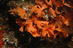 <em>Pentapora fascialis</em> est un Bryozoaire formant des colonies ramifiées et aplaties d'aspect lisse quand les lophophores (tentacules entourant la bouche) sont rentrés et duveteux lorsqu'ils sont sortis. C'est une espèce méditerranéenne de faible profondeur mais non de surface (profondeur supérieure à une dizaine de mètres). Les Bryozoaires sont des animaux majoritairement marins vivant en colonies fixées et dont chaque individu se nourrit de phytoplancton grâce à la sortie de tentacules rétractables. Cette capacité de rétraction des tentacules dans l'organisme est un caractère dérivé propre  au groupe des Bryozoaires.  <br />Mots clés : animal marin, bryozoaire.<br />
<a href='http://svt.enseigne.ac-lyon.fr/spip/spip.php?article411' target='_blank'>Fiche classification</a> [7226 views]
