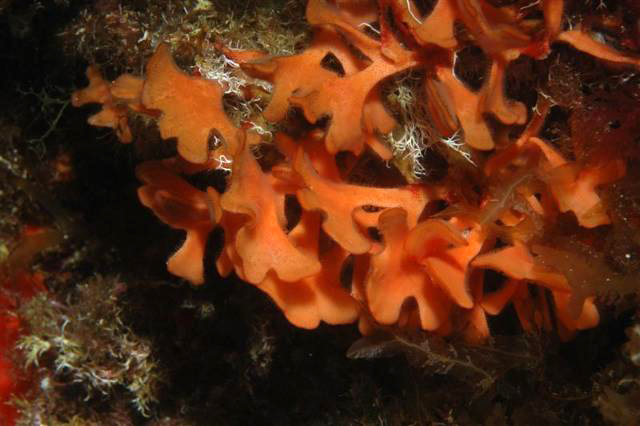 <em>Pentapora fascialis</em> est un Bryozoaire formant des colonies ramifiées et aplaties d'aspect lisse quand les lophophores (tentacules entourant la bouche) sont rentrés et duveteux lorsqu'ils sont sortis. C'est une espèce méditerranéenne de faible profondeur mais non de surface (profondeur supérieure à une dizaine de mètres). Les Bryozoaires sont des animaux majoritairement marins vivant en colonies fixées et dont chaque individu se nourrit de phytoplancton grâce à la sortie de tentacules rétractables. Cette capacité de rétraction des tentacules dans l'organisme est un caractère dérivé propre  au groupe des Bryozoaires.  <br />Mots clés : animal marin, bryozoaire.<br />
<a href='http://svt.enseigne.ac-lyon.fr/spip/spip.php?article411' target='_blank'>Fiche classification</a>