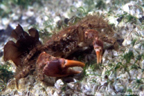<em>Pilumnus hirtellus</em>, petit crabe poilu souvent caché dans les rochers vivant jusqu'à une cinquantaine de mètres de profondeur. Cet animal est un (Eu)Crustacés, classe des Malacostracés, Eucarides, ordre des Décapodes et famille des  Pilumnidés. <br />Mots clés : animal marin, crustacé, crabe.<br />
<a href='http://svt.enseigne.ac-lyon.fr/spip/spip.php?article411' target='_blank'>Fiche classification</a> [7852 views]