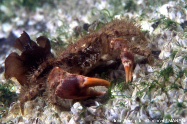 <em>Pilumnus hirtellus</em>, petit crabe poilu souvent caché dans les rochers vivant jusqu'à une cinquantaine de mètres de profondeur. Cet animal est un (Eu)Crustacés, classe des Malacostracés, Eucarides, ordre des Décapodes et famille des  Pilumnidés. <br />Mots clés : animal marin, crustacé, crabe.<br />
<a href='http://svt.enseigne.ac-lyon.fr/spip/spip.php?article411' target='_blank'>Fiche classification</a>