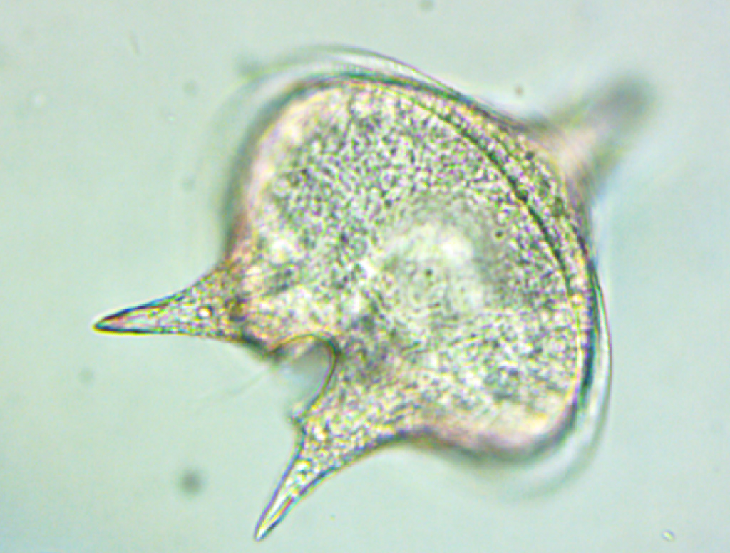 <em>Protoperidinium sp </em>, dinoflagellé cosmopolite du plancton d’environ 50 µm – MO x 400.