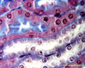 Rein de Souris : tubes contournés (obj. x100).<br />Cette photo prise à l'objectif x100 du microscope, nous montre diverses sections de tubes contournés proximaux (TCP) et distaux (TCD) en section longitudinale. <br />   Chaque tube distal est constitué par un épithélium simple, cubique reposant sur une membrane basale (colorée en bleu et bien visible sur ce document). Le cytoplasme des cellules de l'épithélium est plus clair que celui des TCP et comporte des stries dues à la présence de mitochondries basales alignées. Les limites cellulaires sont bien différenciées et on observe une lumière nette.  Le tube contourné distal, contribue à la réabsorption d'eau, sous le contrôle de l'ADH. Ils sont moins nombreux que les TCP.  <br /><a href='https://phototheque.enseigne.ac-lyon.fr/photossql/photos.php?RollID=images&FrameID=ReinTubesContournesCT'>Voir en section transversale</a>.
<br /> <br />Autres images de la série : <br />
1) <a href='https://phototheque.enseigne.ac-lyon.fr/photossql/photos.php?RollID=images&FrameID=ReinCortex'>cortex x25</a><br/>
2) <a href='https://phototheque.enseigne.ac-lyon.fr/photossql/photos.php?RollID=images&FrameID=ReinCorpusculeMalpighiPoleUrinaire'>pôle urinaire x40</a><br/>
3) <a href='https://phototheque.enseigne.ac-lyon.fr/photossql/photos.php?RollID=images&FrameID=ReinCapsule_de_Bowmannx100'>capsule de Bowmann x100</a><br/>
4) <a href='https://phototheque.enseigne.ac-lyon.fr/photossql/photos.php?RollID=images&FrameID=ReinCorpusculMalpighiPoleVasculaire'>pôle vasculaire x40</a><br/>
5) <a href='https://phototheque.enseigne.ac-lyon.fr/photossql/photos.php?RollID=images&FrameID=ReinAppareilJuxta-glomerulaire'>appareil juxta-glomérulaire x40</a><br/>
6) <a href='https://phototheque.enseigne.ac-lyon.fr/photossql/photos.php?RollID=images&FrameID=ReinTubesContournesCT'>TCP & TCD en CT x100</a><br/>
7) TCP & TCD en CL x100
 [30621 views]