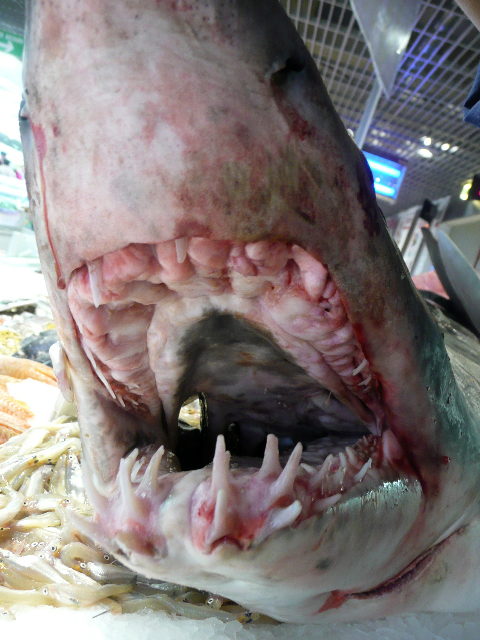 Les requins sont en général des prédateurs pélagiques mais certains sont des charognards benthiques. Leur squelette est cartilagineux (classe des Chondrichtyens). Leur peau est rugueuse à cause des écailles d'origine dermique.   Leurs mâchoires sont garnies de dents disposées comme sur un rouleau et qui sont ainsi renouvelées en permanence.  <br />Mots clés : animal marin, vertébré, requin.<br />
<a href='https://svt.enseigne.ac-lyon.fr/spip/spip.php?article411' target='_blank'>Fiche classification</a>