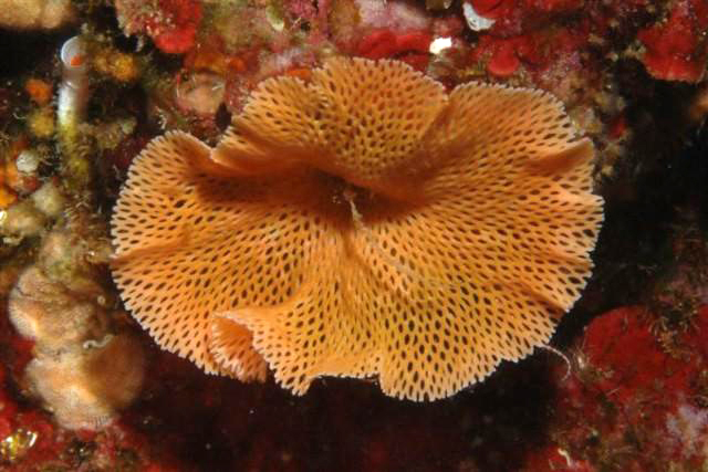 Reteporella (<em>Reteporella grimaldii</em>) est un bryozoaire assez commun dont la colonie est dentelée, rigide et fragile (d'où sa présence dans les zones peu agitées) et peut mesurer 20 cm. Les Bryozoaires sont des animaux majoritairement marins vivant en colonies fixées et dont chaque individu se nourrit de phytoplancton grâce à la sortie de tentacules rétractables (=lophophore). Cette capacité de rétraction des tentacules dans l'organisme est un caractère dérivé propre au groupe des Bryozoaires.  <br />Mots clés : animal marin, bryozoaire.<br />
<a href='http://svt.enseigne.ac-lyon.fr/spip/spip.php?article411' target='_blank'>Fiche classification</a>
