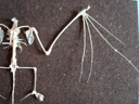 Membre antérieur (aile) et membre postérieur (patte) de la chauve-souris, en connexion anatomique avec le reste du squelette.  Les tétrapodes sont caractérisés par des membres pairs locomoteurs munis de doigts. Malgré des formes apparemment très variées et des fonctions qui peuvent être très différentes (nage, vol, marche, saut, …), le plan d'organisation reste le même. Le squelette est constitué le plus souvent de 5 doigts, des os du carpe, des radius/ulna et de l'humérus pour le membre antérieur ; des os du tarse, des tibia/péroné et du fémur pour le membre postérieur. Ces organes sont qualifiés d'homologues. [32407 views]