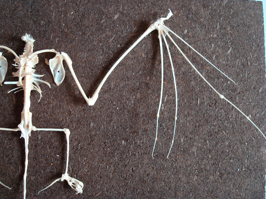 Membre antérieur (aile) et membre postérieur (patte) de la chauve-souris, en connexion anatomique avec le reste du squelette.  Les tétrapodes sont caractérisés par des membres pairs locomoteurs munis de doigts. Malgré des formes apparemment très variées et des fonctions qui peuvent être très différentes (nage, vol, marche, saut, …), le plan d'organisation reste le même. Le squelette est constitué le plus souvent de 5 doigts, des os du carpe, des radius/ulna et de l'humérus pour le membre antérieur ; des os du tarse, des tibia/péroné et du fémur pour le membre postérieur. Ces organes sont qualifiés d'homologues.