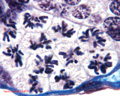 Figures de mitoses dans une coupe de testicule de Salamandre x 40.<br />  A l'intérieur de chaque cyste les cellules germinales restent groupées et évoluent d'une façon synchrone.<br /> Cellules en métaphase : les chromosomes se sont placés à l'équateur de chacune des cellules. <br />En bas et à droite du document, on peut apercevoir 2 noyaux allongés situés de part et d'autres de l'enveloppe conjonctive du testicule : ce sont des noyaux de myocytes. Ces cellules musculaires assurent la dilatation ou la contraction du testicule et permettent ainsi, l'évacuation des spermatozoïdes formés, vers les canaux déférents.
<br /> <br /> 
<a href='https://phototheque.enseigne.ac-lyon.fr/photossql/photos.php?RollID=images&FrameID=TestisVueEnsemblex25'>Vue d'ensemble x25</a><br />
Métaphase x40<br />
<a href='https://phototheque.enseigne.ac-lyon.fr/photossql/photos.php?RollID=images&FrameID=TestisMetaphaseFuseau'>Métaphase et fuseau mitotique x100</a><br />  
<a href='https://phototheque.enseigne.ac-lyon.fr/photossql/photos.php?RollID=images&FrameID=TestisTelophase'>Télophase x100</a><br /> [29000 views]