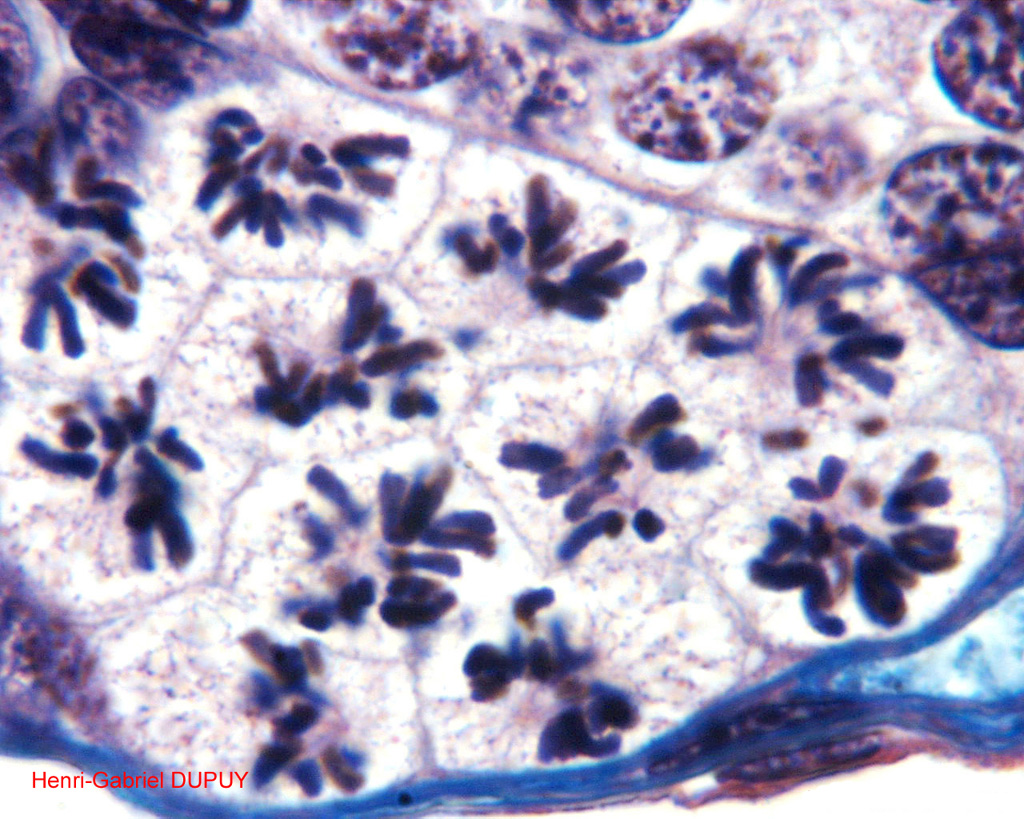 Figures de mitoses dans une coupe de testicule de Salamandre x 40.<br />  A l'intérieur de chaque cyste les cellules germinales restent groupées et évoluent d'une façon synchrone.<br /> Cellules en métaphase : les chromosomes se sont placés à l'équateur de chacune des cellules. <br />En bas et à droite du document, on peut apercevoir 2 noyaux allongés situés de part et d'autres de l'enveloppe conjonctive du testicule : ce sont des noyaux de myocytes. Ces cellules musculaires assurent la dilatation ou la contraction du testicule et permettent ainsi, l'évacuation des spermatozoïdes formés, vers les canaux déférents.
<br /> <br /> 
<a href='https://phototheque.enseigne.ac-lyon.fr/photossql/photos.php?RollID=images&FrameID=TestisVueEnsemblex25'>Vue d'ensemble x25</a><br />
Métaphase x40<br />
<a href='https://phototheque.enseigne.ac-lyon.fr/photossql/photos.php?RollID=images&FrameID=TestisMetaphaseFuseau'>Métaphase et fuseau mitotique x100</a><br />  
<a href='https://phototheque.enseigne.ac-lyon.fr/photossql/photos.php?RollID=images&FrameID=TestisTelophase'>Télophase x100</a><br />