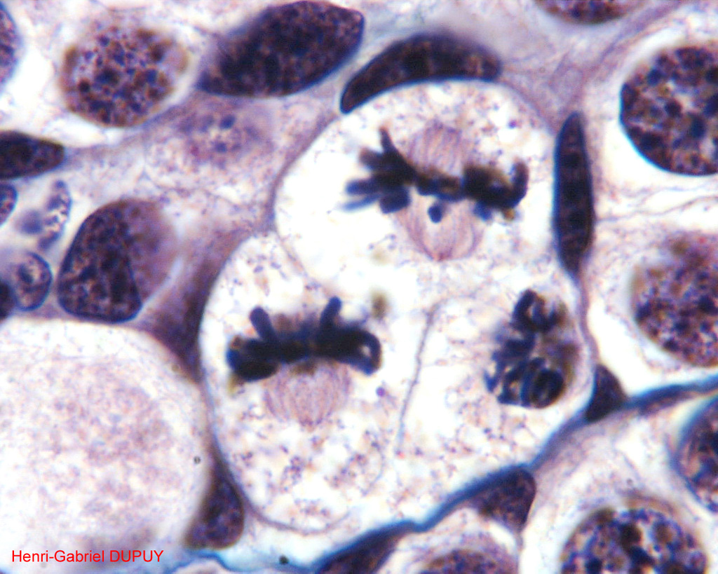 Figures de mitoses dans une coupe de testicule de Salamandre x 100.<br />  Chez les Amphibiens urodèles, les testicules sont des organes disposés en chapelets de chaque côté de la colonne vertébrale. Chaque testicule est composé de plusieurs lobules contenant chacun plusieurs « cystes ».  <br />La métaphase se caractérise par un fuseau mitotique bien formé, et par le rassemblement des chromosomes au centre du fuseau, au niveau de la plaque équatoriale. Sur ce document, les fuseaux sont exceptionnellement bien visibles.
<br /> <br /> 
<a href='https://phototheque.enseigne.ac-lyon.fr/photossql/photos.php?RollID=images&FrameID=TestisVueEnsemblex25'>Vue d'ensemble x25</a><br />
<a href='https://phototheque.enseigne.ac-lyon.fr/photossql/photos.php?RollID=images&FrameID=TestisMetaphase'>Métaphase x40</a><br />
Métaphase et fuseau mitotique x100<br />  
<a href='https://phototheque.enseigne.ac-lyon.fr/photossql/photos.php?RollID=images&FrameID=TestisTelophase'>Télophase x100</a><br />