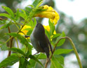 <em>Zosterops borbonica</em> (Zosteropidés) est endémique de Maurice et la Réunion, la sous-espèce <em>Z. b. borbonica</em> est endémique de la Réunion. Cet oiseau est appelé « oiseau blanc » à la Réunion, en raison de son croupion blanc bien visible. Il se nourrit d'insectes, de baies et de fruits qu'il recherche en forêt mais aussi dans les parcs et jardins arborés. Le groupe (2-4 individus) se signale par des cris de contact fréquents. [24229 views]