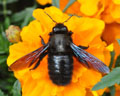 Abeille charpentière ou xylocope (<em>Xylocopa violacea</em>).
Cette abeille solitaire creuse des galeries dans le bois pour y déposer ses oeufs. [8281 views]
