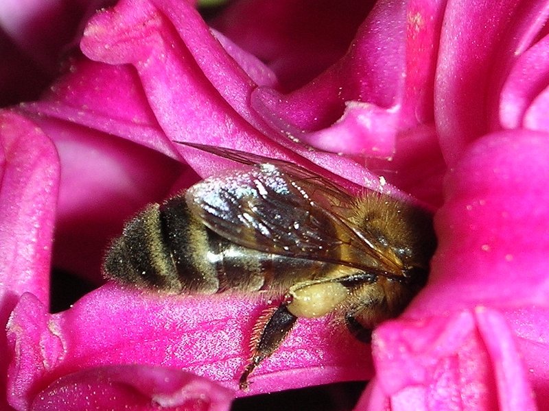 Abeille (<em>Apis mellifera</em>, hyménoptères) en train de récolter du pollen sur une fleur de jacinthe. On peut voir sur la troisième paire de patte de petits amas jaunes qui sont des agrégats de pollen.