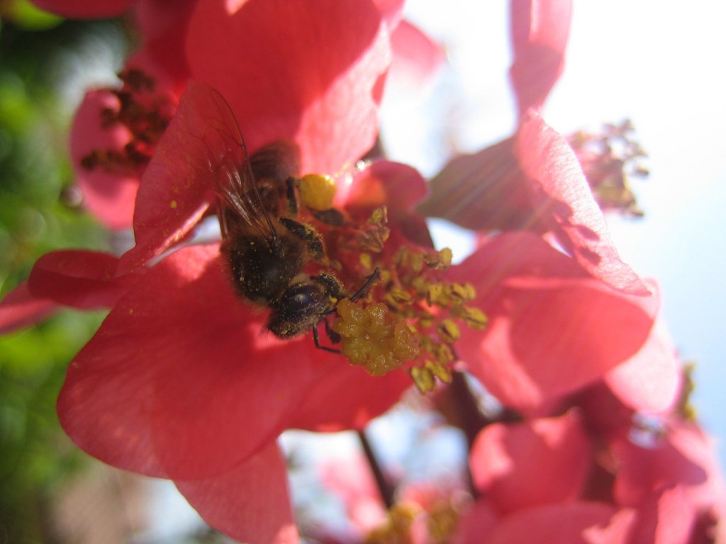 Abeille (<em>Apis mellifera</em>, hyménoptères) en train de récolter du pollen sur une fleur de Cognassier du Japon. Les poils du corps sont couverts de pollen et on peut voir une pelotte de pollen sur la troisième paire de patte.