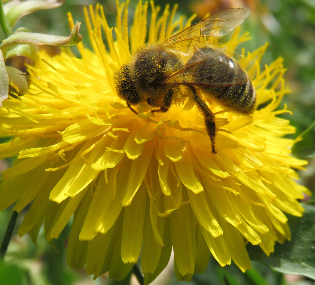 Abeille sur un capitule de pissenlit, illustrant le rôle de pollinisateur de l'insecte. Lorsqu'une abeille recueille le nectar et le pollen sur une fleur, du pollen peut se coller aux poils de son corps, comme cela est particulièrement visible ici. En se posant sur une autre fleur, l'abeille apporte le pollen et en dépose alors sur le stigmate, ce qui peut mener à la fécondation. Ici on distingue les nombreux stigmates bifides, avec des grains de pollen à leur surface. 