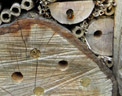 Abeille maçonne, ou Osmie cornue (<em>Osmia cornuta</em>) à l'entrée d'une galerie percée dans une buche. L'Osmie est une abeille sauvage. Elle utilise des cavités variées comme nid. Ici elle a investi un <a href='https://phototheque.enseigne.ac-lyon.fr/photossql/photos.php?RollID=images&FrameID= hotel_insectes'>hôtel à insectes</a>. A l'intérieur de la galerie, l'abeille aménage une dizaine de cellules à la suite les unes des autres. Ces loges sont séparées par des cloisons transverses de boue ou d'une pâte préparée avec des feuilles mâchées avec la salive. Dans chaque loge elle pond un œuf et entrepose de la nourriture (pollen et nectar) qui permettra le développement de la larve. On peut observer plusieurs trous colmatés, la sortie étant bouchée par du mortier à base de boue.<br /> Voir aussi une <a href='https://phototheque.enseigne.ac-lyon.fr/photossql/videos/osmies.mp4'>vidéo de la fréquentation de cet hôtel à insecte début mars 2020</a>. [25239 views]