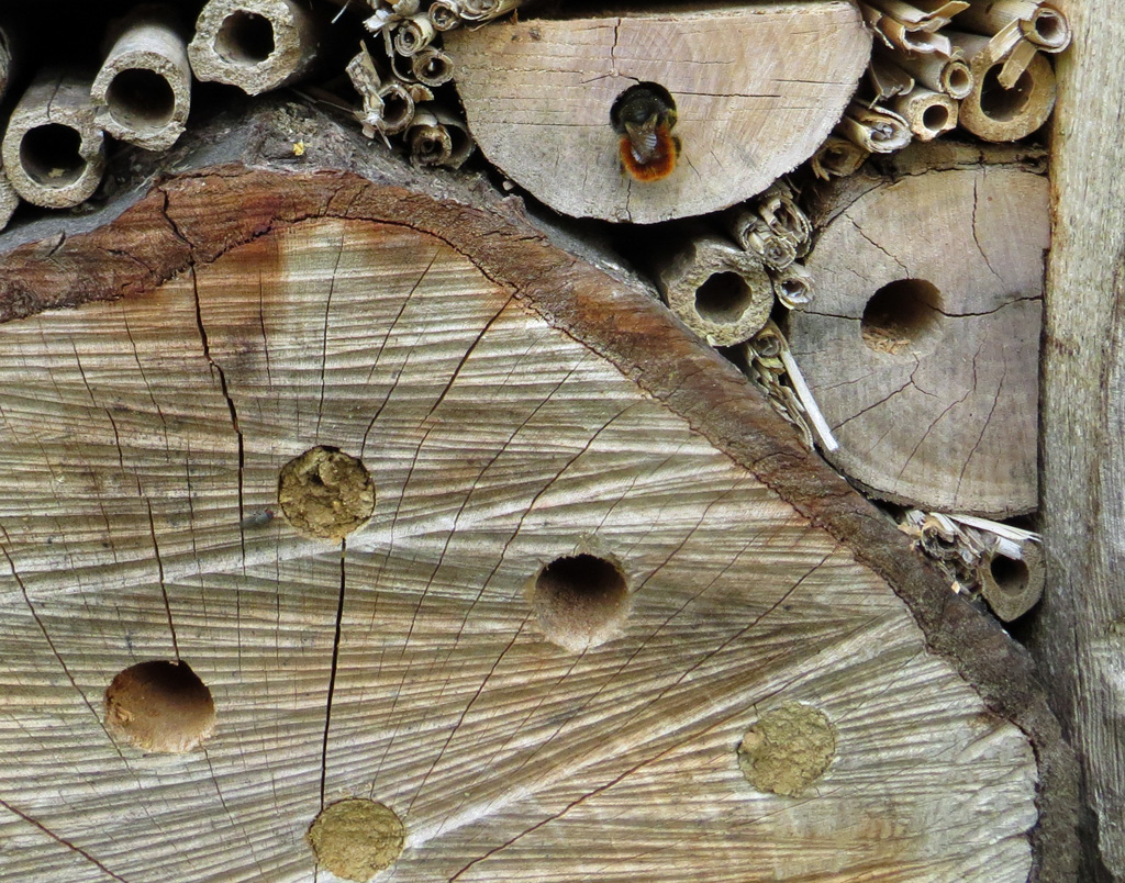 Abeille maçonne, ou Osmie cornue (<em>Osmia cornuta</em>) à l'entrée d'une galerie percée dans une buche. L'Osmie est une abeille sauvage. Elle utilise des cavités variées comme nid. Ici elle a investi un <a href='https://phototheque.enseigne.ac-lyon.fr/photossql/photos.php?RollID=images&FrameID= hotel_insectes'>hôtel à insectes</a>. A l'intérieur de la galerie, l'abeille aménage une dizaine de cellules à la suite les unes des autres. Ces loges sont séparées par des cloisons transverses de boue ou d'une pâte préparée avec des feuilles mâchées avec la salive. Dans chaque loge elle pond un œuf et entrepose de la nourriture (pollen et nectar) qui permettra le développement de la larve. On peut observer plusieurs trous colmatés, la sortie étant bouchée par du mortier à base de boue.<br /> Voir aussi une <a href='https://phototheque.enseigne.ac-lyon.fr/photossql/videos/osmies.mp4'>vidéo de la fréquentation de cet hôtel à insecte début mars 2020</a>.