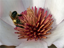 En ce mois de février dans le Var, les abeilles se sont mises à butiner avec ardeur et sur cette fleur de Magnolia. La pelote de pollen est distinctement visible sur la troisième paire de pattes, maintenue dans une corbeille sur la face externe du tibia.  Les fleurs de Magnolia sont représentatives des caractères généraux d'une Angiosperme basale. La moitié supérieure du réceptacle allongé (axe floral) est recouverte d'un grand nombre d'organes femelles (les carpelles) séparés et disposés en spirales qui constituent le gynécée apocarpe (carpelles non fusionnés). Sous les carpelles, de nombreux organes mâles, également disposés en spirale (les étamines forment l'androcée) sont insérés sur le réceptacle par de courts filets. Leur extrémité porte de grandes anthères contenant le pollen. La base du réceptacle présente habituellement neuf grandes pièces périanthaires pétaloïdes. [6031 views]