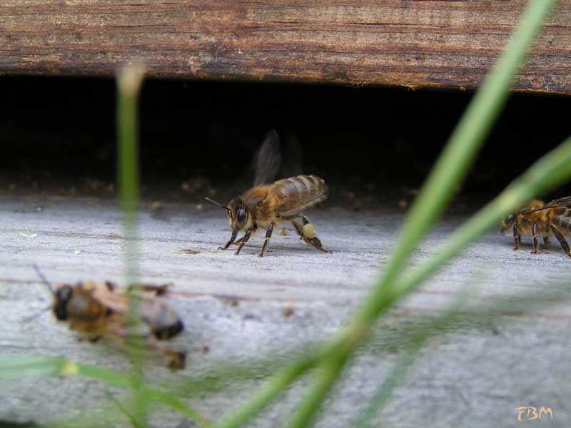 Abeille ouvrière dont les paniers à pollen sont remplis. L'abdomen surèlevé montre qu'elle emet des phéromones dans l'air.