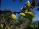 Fleur fanée d'abricotier (<em>Prunus armeniaca</em>), formation du fruit à partir du dévelopement de l'ovaire, on voit encore les pièces florales fanées. [29860 views]