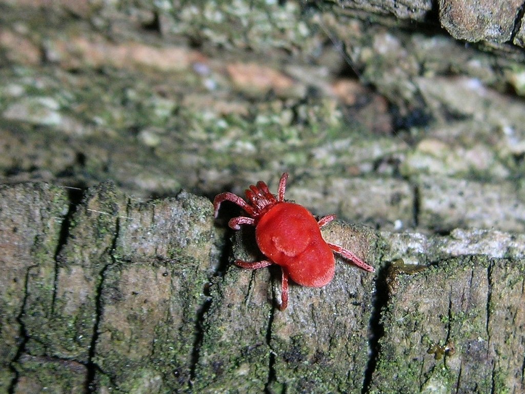 Acarien rouge (<em>Trombidium holosericeum</em>). C'est un acarien commun qui a un aspect velouté. Il est prédateur et se nourrit d'oeufs d'insectes, d'autres acariens.