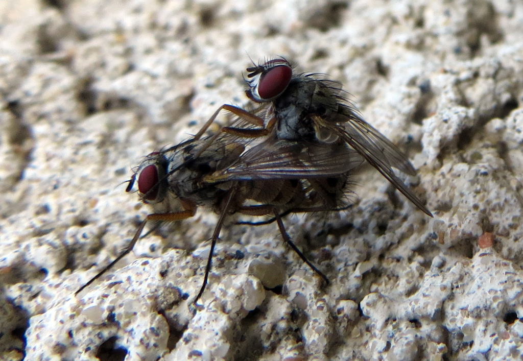 Couple de mouches <em>Helina clara</em>, diptère de la famille des Muscidae. 
On distingue bien le cuilleron (ou calyptère) : sorte d'écaille ou lame cornée se trouvant sur la partie latérale du thorax de certains insectes diptères, en-dessous du bord postérieur de l'aile, et qui recouvre le balancier.
