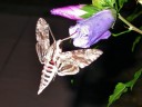 <em>Agrius convolvuli</em>, le Sphinx du Liseron est doté d'une trompe qui peut atteindre 10 cm et lui permet d'aspirer le nectar de fleurs à corolle tubulaire très profonde, comme celles de l'hibiscus, du pétunia, du liseron ou du tabac. C'est une espèce tropicale qui migre chaque été en traversant la Méditerranée pour rejoindre l'Europe. Insecte, Lépidoptère (papillons), Sphingidae. [10263 views]