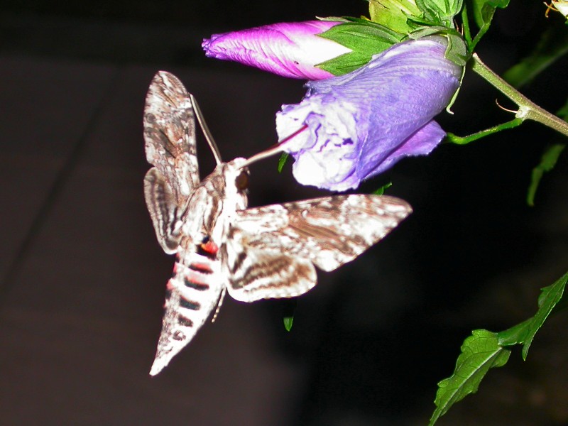 <em>Agrius convolvuli</em>, le Sphinx du Liseron est doté d'une trompe qui peut atteindre 10 cm et lui permet d'aspirer le nectar de fleurs à corolle tubulaire très profonde, comme celles de l'hibiscus, du pétunia, du liseron ou du tabac. C'est une espèce tropicale qui migre chaque été en traversant la Méditerranée pour rejoindre l'Europe. Insecte, Lépidoptère (papillons), Sphingidae.