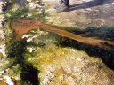 Les micro-algues se développent dans les eaux chaudes sortant des geysers. Au centre du courant plus chaud, elles sont de couleur rouge, sur les bords, où l'eau a refroidi, elles sont vertes. Les pieds du marcheur donnent l'échelle.  Altitude 4300 m. [27227 views]