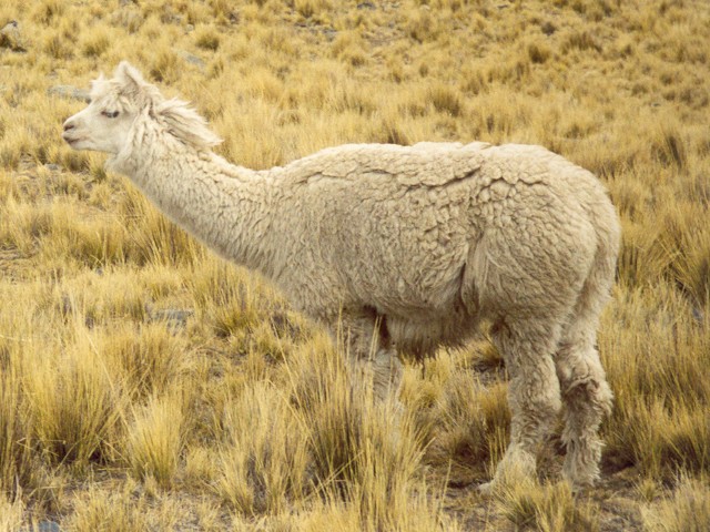 Alpaca ou Alpaga. <em>Lama pacos</em>. Camélidé d'Amérique, plus petit que le lama, poils plus longs, laine recherchée. Domestique. Vers 4000 m d'altitude.