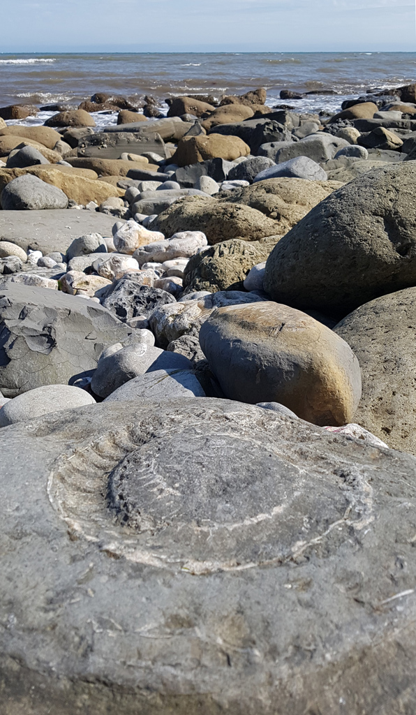 Fossile d'ammonite sur la plage de Monmouth Beach à Lyme Regis dans le Dorset. La Jurassic Coast couvre trois périodes géologiques majeures : le Trias, le Jurassique et le Crétacé. C’est à Lyme Regis que Mary Anning, célèbre paléontologue autodidacte du XIXe siècle, a découvert les premiers fossiles d'ichtyosaures et de plésiosaures. Aujourd’hui, on peut suivre ses traces en explorant les plages de Monmouth et Church Cliffs, particulièrement riches en ammonites et en bélemnites.