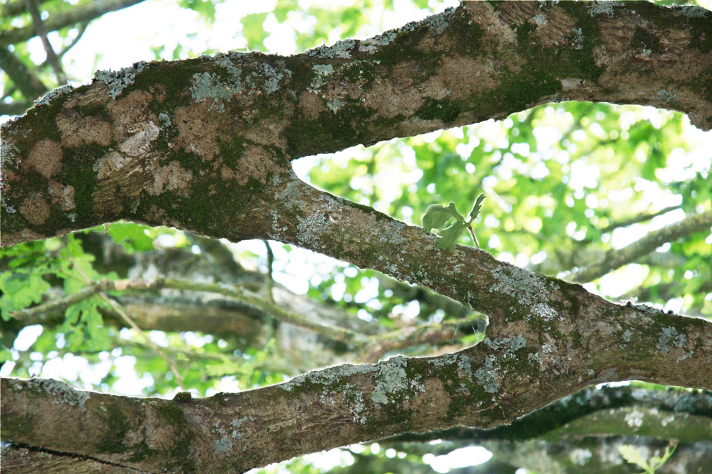 Anastomose : fusion physique et fonctionnelle des organes d'un ou de deux végétaux, en général appartenant à la même espèce, ici entre deux branches du même chêne. 