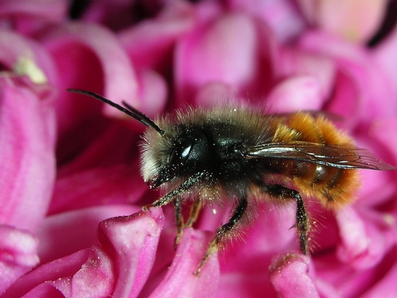 <em>Osmia</em> (très certainement <em>O. cornuta</em>) (mâle) : c'est une abeille solitaire, souvent confondue avec le petit bourdon. L'adulte apparaît au début du printemps et cesse de vivre dès la seconde semaine de mai (les larves survivent). Cette espèce se rencontre dans les parcs, les jardins et les environs. Elle pollinise les arbres comme les pommiers, les cerisiers ou les érables et niche dans la terre. Différentes abeilles peuvent nicher au même endroit, mais c'est une abeille solitaire, et les terriers ne sont jamais commun.