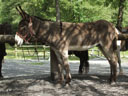 Ane du Cotentin, race de l'âne commun <em>Equus asinus</em>. [3119 views]