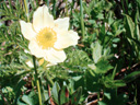Anémone soufrée (<em>Pulsatilla alpina</em> subsp. <em>apiifolia</em>) - famille des renonculacées. [26318 views]