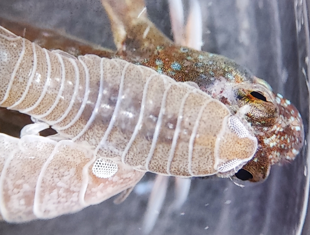 Petite blennie de 40 mm portant sur son dos un couple d'anilocres (<em>Anilocra frontalis</em>), ectoparasites à peine plus petits. Les anilocres sont des crustacés isopodes qui se nourrissent principalement du sang des poissons, mais aussi accessoirement du mucus et du tissu cutané de leur victime. Pour leur permettre ce régime essentiellement hématophage, elles disposent d'un principe anti-coagulant qu'elles sécrètent grâce à des glandes spéciales. Après la ponte d'une centaine d'œufs, la femelle incube les larves marsupiales entre ses pattes. Les larves "manca" (sortes de juvéniles) sont ensuite libérées et ces dernières nagent puis se fixent dès que possible sur un poisson. Elles évoluent rapidement en mâle puis en femelle après une inversion sexuelle.