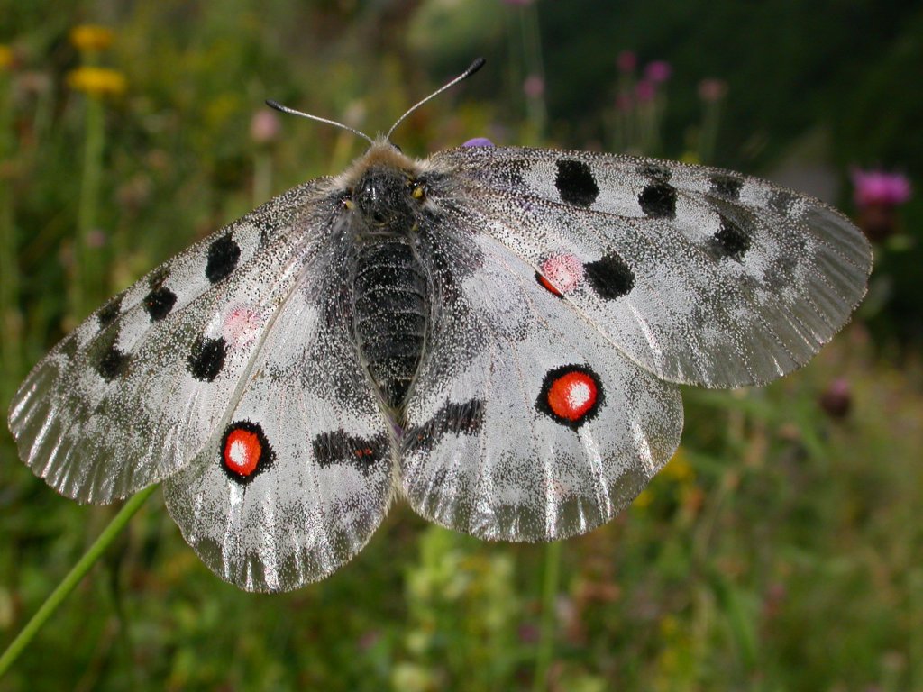 Apollon (Ordre des lépidoptères, Famille des Papilionidae, <em>Parnassius apollo</em>). Ce papillon habite les massifs montagneux jusqu'à 2500 m. Il est considéré comme une espèce relique de l'aire tertiaire ayant survécu à la dernière glaciation. Cette espèce est protégée en France.