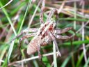 Araignée loup (<em>Hogna radiata</em>, Arachnides, Lycosiidae). Les lycoses, dotées d'une bonne vue et très rapides, chassent en poursuivant leurs proies et ne construisent pas de toile. [11312 views]