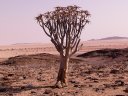Aloès kokerboom ou arbre carquois. <em> Aloe dichotoma</em> , Liliacées. Cet arbre peut attendre 8 à 9m de haut, il est originaire de Namibie. L'écorce pouvait être utilisée pour la fabrication de carquois. Voir détail du feuillage sur la <a href='https://phototheque.enseigne.ac-lyon.fr/photossql/photos.php?RollID=images&FrameID=arbre_carquois2'>photo suivante</a>. [27983 views]