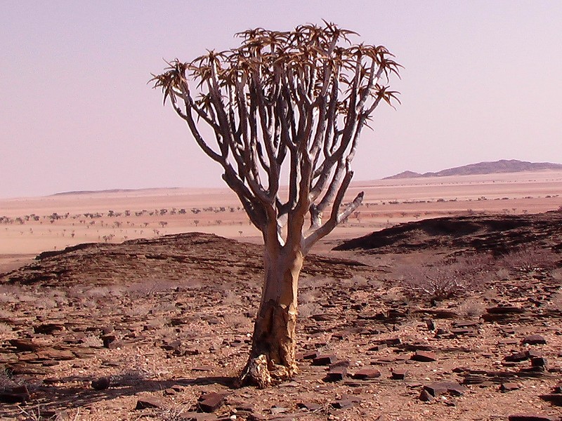 Aloès kokerboom ou arbre carquois. <em> Aloe dichotoma</em> , Liliacées. Cet arbre peut attendre 8 à 9m de haut, il est originaire de Namibie. L'écorce pouvait être utilisée pour la fabrication de carquois. Voir détail du feuillage sur la <a href='https://phototheque.enseigne.ac-lyon.fr/photossql/photos.php?RollID=images&FrameID=arbre_carquois2'>photo suivante</a>.