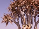 Détail du feuillage d'<em>Aloe dichotoma</em>. Voir ensemble de l'arbre sur la <a href='https://phototheque.enseigne.ac-lyon.fr/photossql/photos.php?RollID=images&FrameID=arbre_carquois1'>photo précédente</a>. [29155 views]