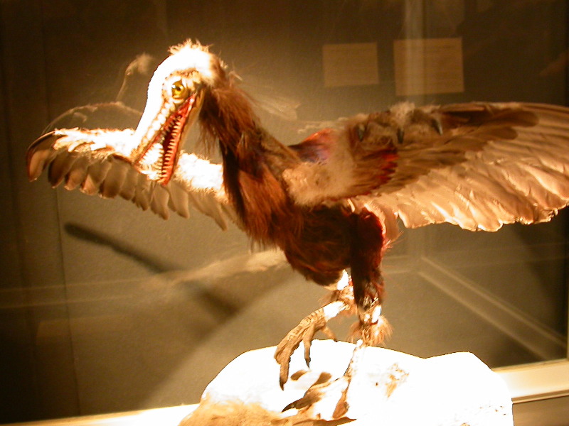 Reconstitution d'Archaeoptéryx, musée des dinosaures d'Espéraza. Il partage des caractères avec les dinosaures (longue queue, dents) et avec les oiseaux (plumes, ailes).