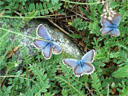 <em>Lysandra coridon</em> - Argus bleu nacré - famille des <em>Lycaenidae</em>.
Papillon d'envergure 3 à 3,5 cm fréquentant les prairies ensoleillées en altitude (ici à 1600 m).<br />
<a href='https://phototheque.enseigne.ac-lyon.fr/photossql/photos.php?RollID=images&FrameID=argus_bleu_profil'>Vue de profil</a>.
 [2672 views]