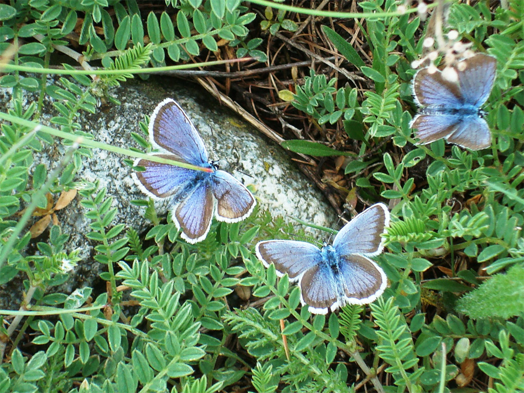 <em>Lysandra coridon</em> - Argus bleu nacré - famille des <em>Lycaenidae</em>.
Papillon d'envergure 3 à 3,5 cm fréquentant les prairies ensoleillées en altitude (ici à 1600 m).<br />
<a href='https://phototheque.enseigne.ac-lyon.fr/photossql/photos.php?RollID=images&FrameID=argus_bleu_profil'>Vue de profil</a>.
