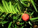 L'if (<em>Taxus baccata</em>), est un arbuste utilisé pour l'ornementation. Son fruit rouge est appelé arille. L'if est toxique par ingestion (la taxine est un cardiotoxique). On tire cependant de cette plante une molécule, le taxol, qui est efficace contre certain cancers. [24718 views]