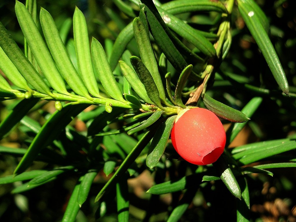 L'if (<em>Taxus baccata</em>), est un arbuste utilisé pour l'ornementation. Son fruit rouge est appelé arille. L'if est toxique par ingestion (la taxine est un cardiotoxique). On tire cependant de cette plante une molécule, le taxol, qui est efficace contre certain cancers.