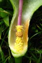 <em>Arum maculatum</em> (Aracea), plante d'ombre commune (sol calcaire et humide). Attirés par l'odeur émise par le spadice, les insectes s'enfoncent au fond de la fleur, les poils des fleurs stériles les empêchent de ressortir. Au cours de leurs multiples tentatives pour s'échapper, les insectes libèrent le pollen dont ils pouvaient être couverts et permettent la fécondation des fleurs femelles.  Après fécondation les fleurs mâles deviennent matures et libèrent du pollen sur les insectes ; les fleurs stériles se flétrissent et autorisent alors la libération des insectes qui emportent ainsi le pollen vers d'autre fleurs d'Arum. [30153 views]